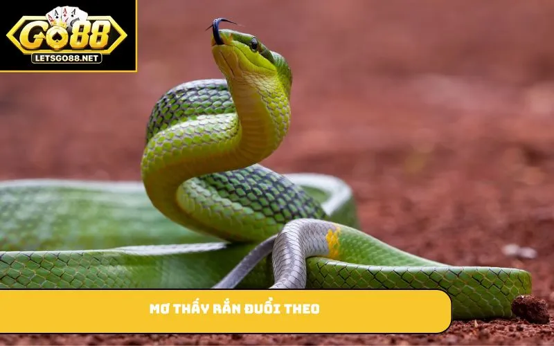 Mơ thấy rắn đuổi theo