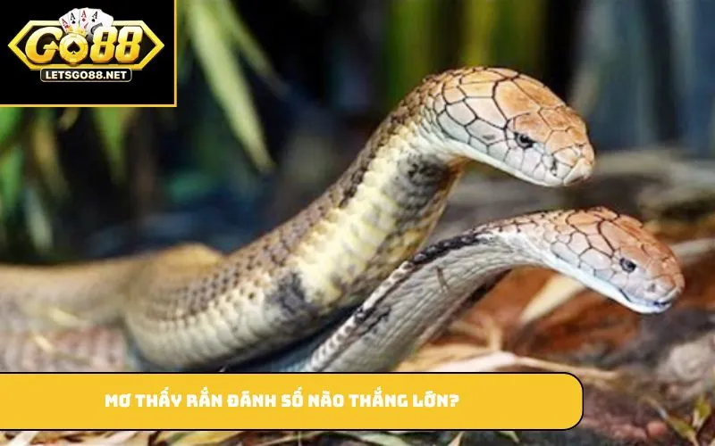 Mơ thấy rắn đánh số nào thắng lớn?